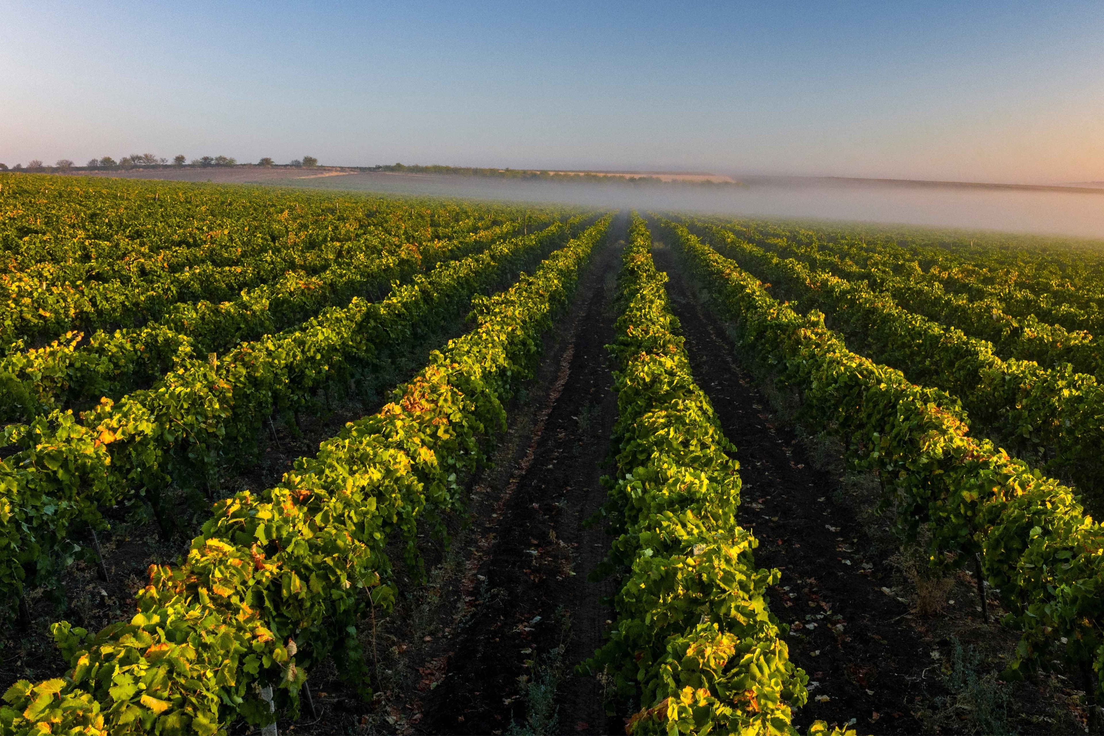 Vigneti a filare con viti verdi nella nebbia mattutina e alla luce del sole